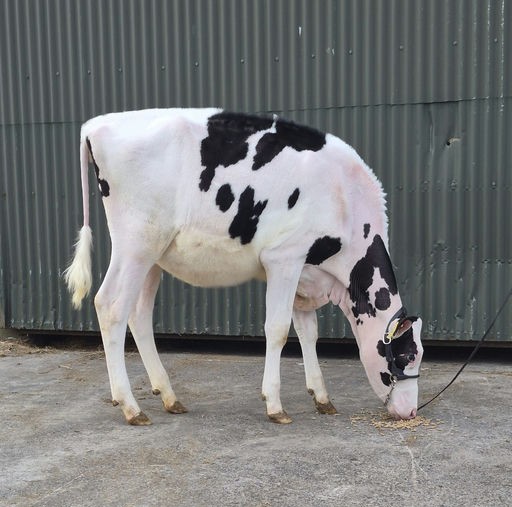 Top price of €8,000 at Emerald Expo online sale