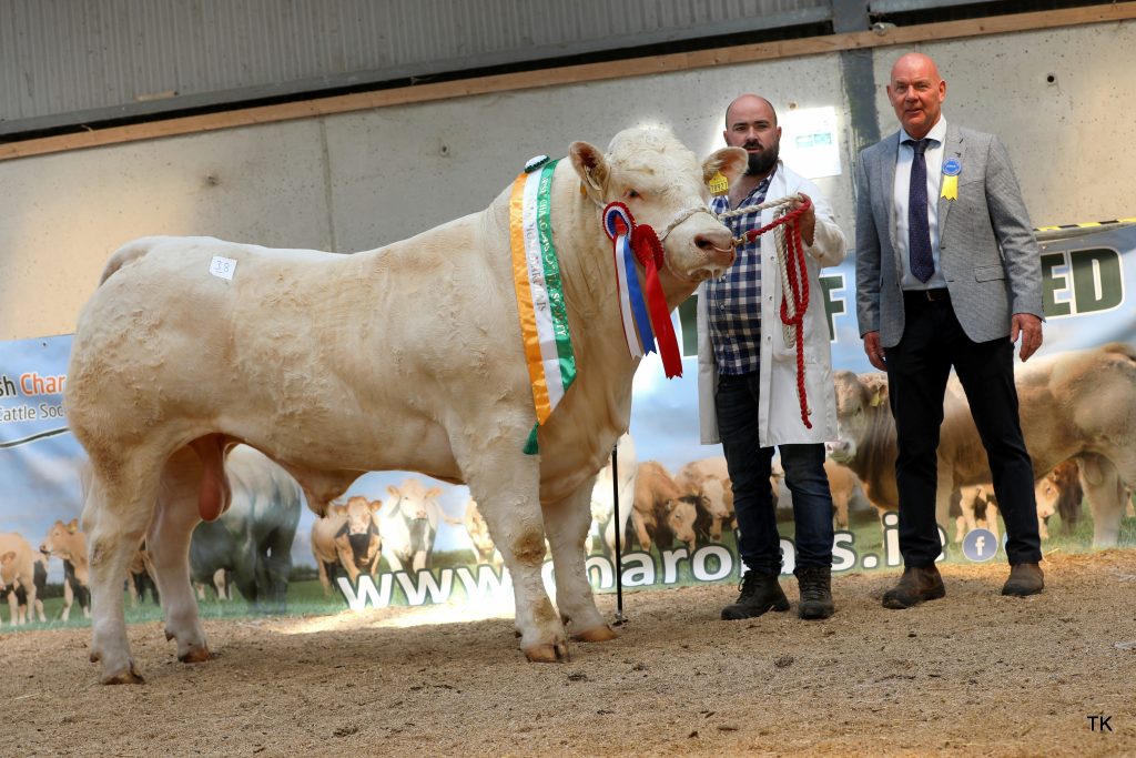 Bulls average €6,000 at final spring Charolais society sale