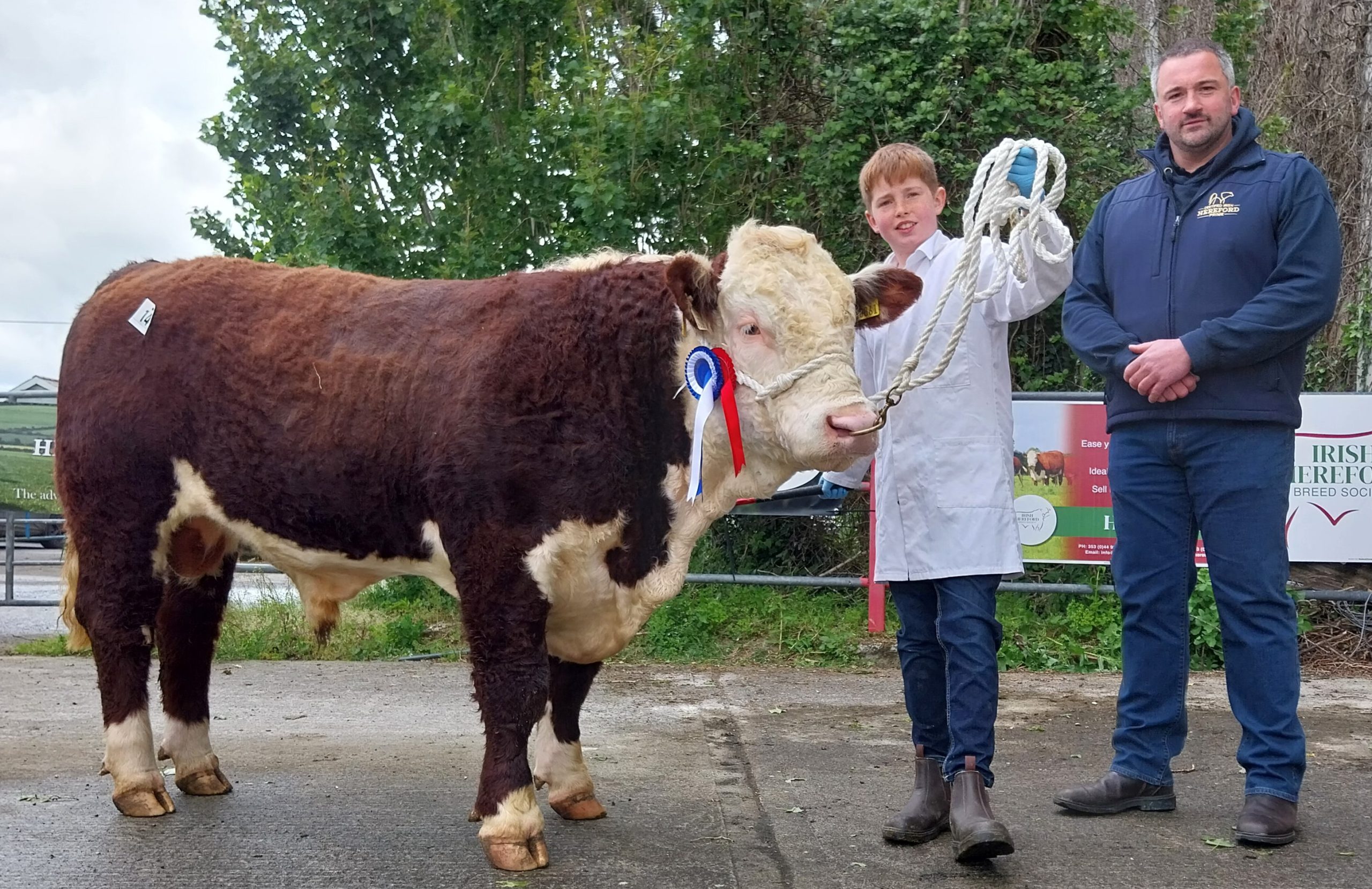 Cavan and Roscommon bulls reach €5,000 at Nenagh Hereford sale