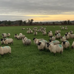 ABP Monitor Farms: Sligo farm reports on cattle performance