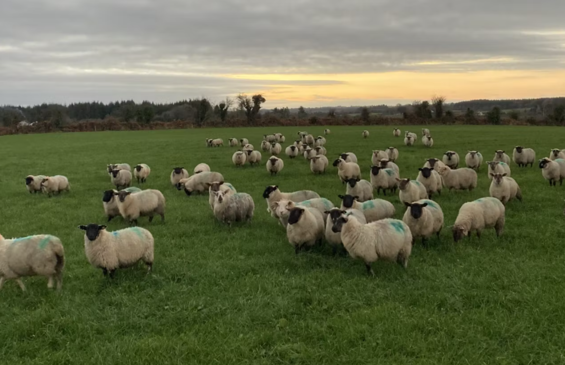 Why a store lamb system works with calf-to-beef on the ABP Demo Farm