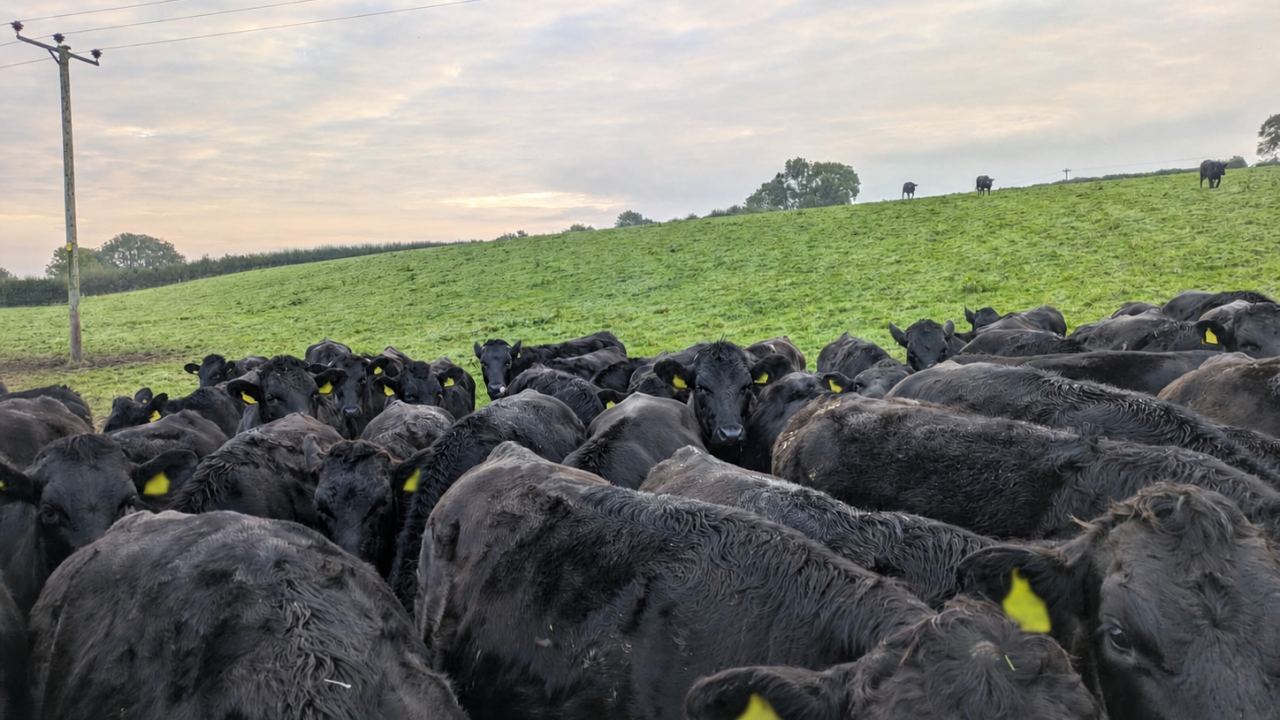 Aldi/ABP Wagyu beef partnership set to further expand farmer initiative