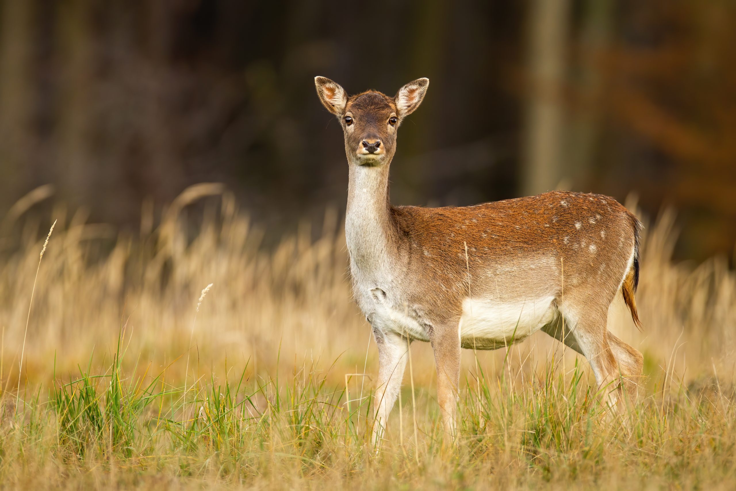 ‘Eat the problem’: Can venison solve Ireland’s deer issue?
