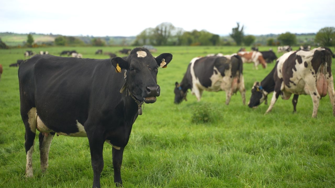 Watch: Balancing sustainability and production in Co. Waterford