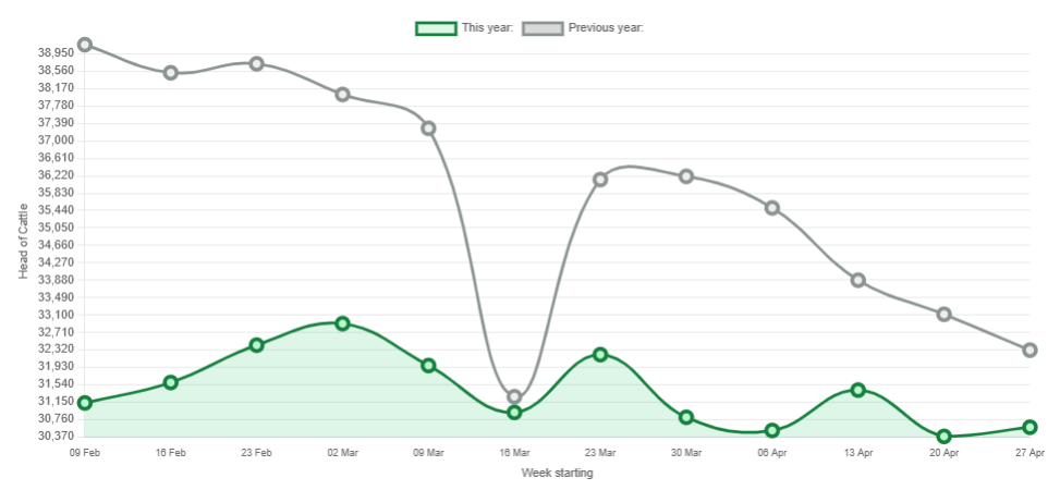 Beef kill: Weekly cattle supplies continue to trend below last year