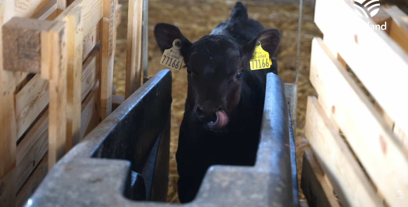 Watch: ABP Demo Farm calf rearing update