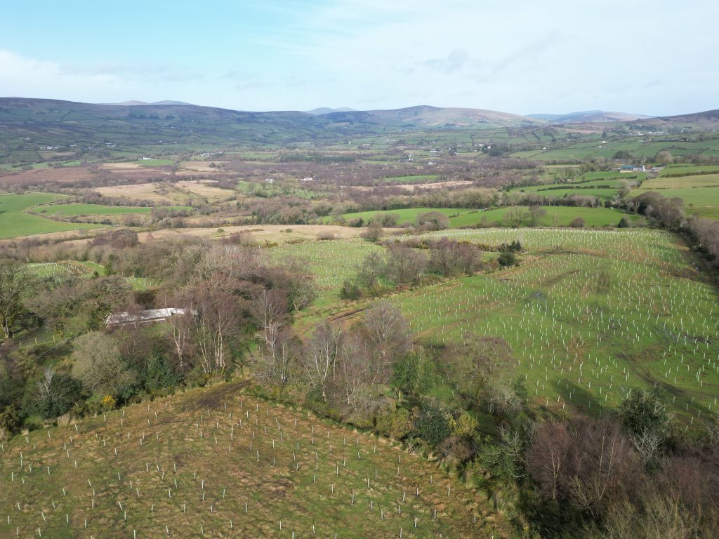 Almost 30,000 native Irish trees, including oak, alder and rowan, have been planted at Lenamore Wood near Omagh, Co. Tyrone. Image: Ulster Wildlife