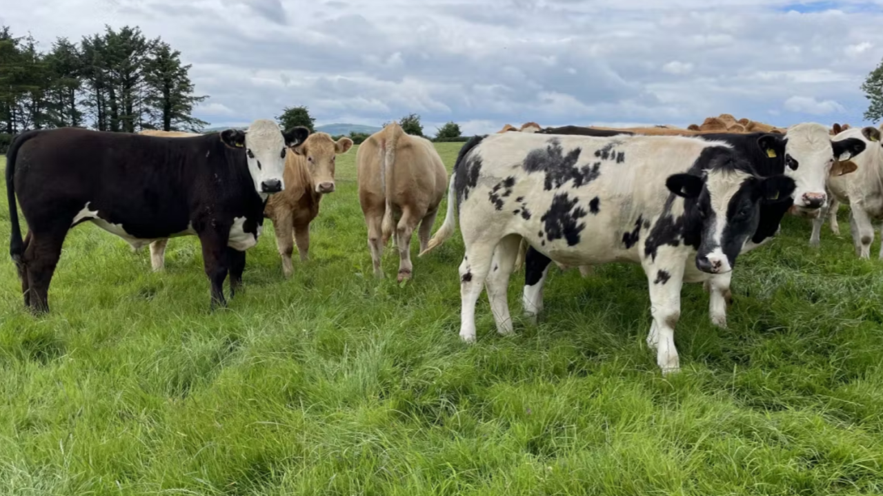 Factory quotes: Beef price offers continue to decline this week