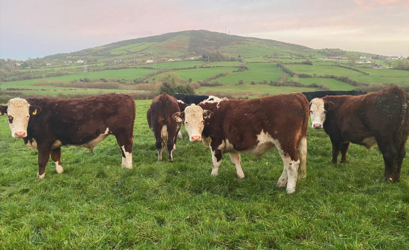 Table: What size should cattle paddocks be for 3-day graze-outs ...