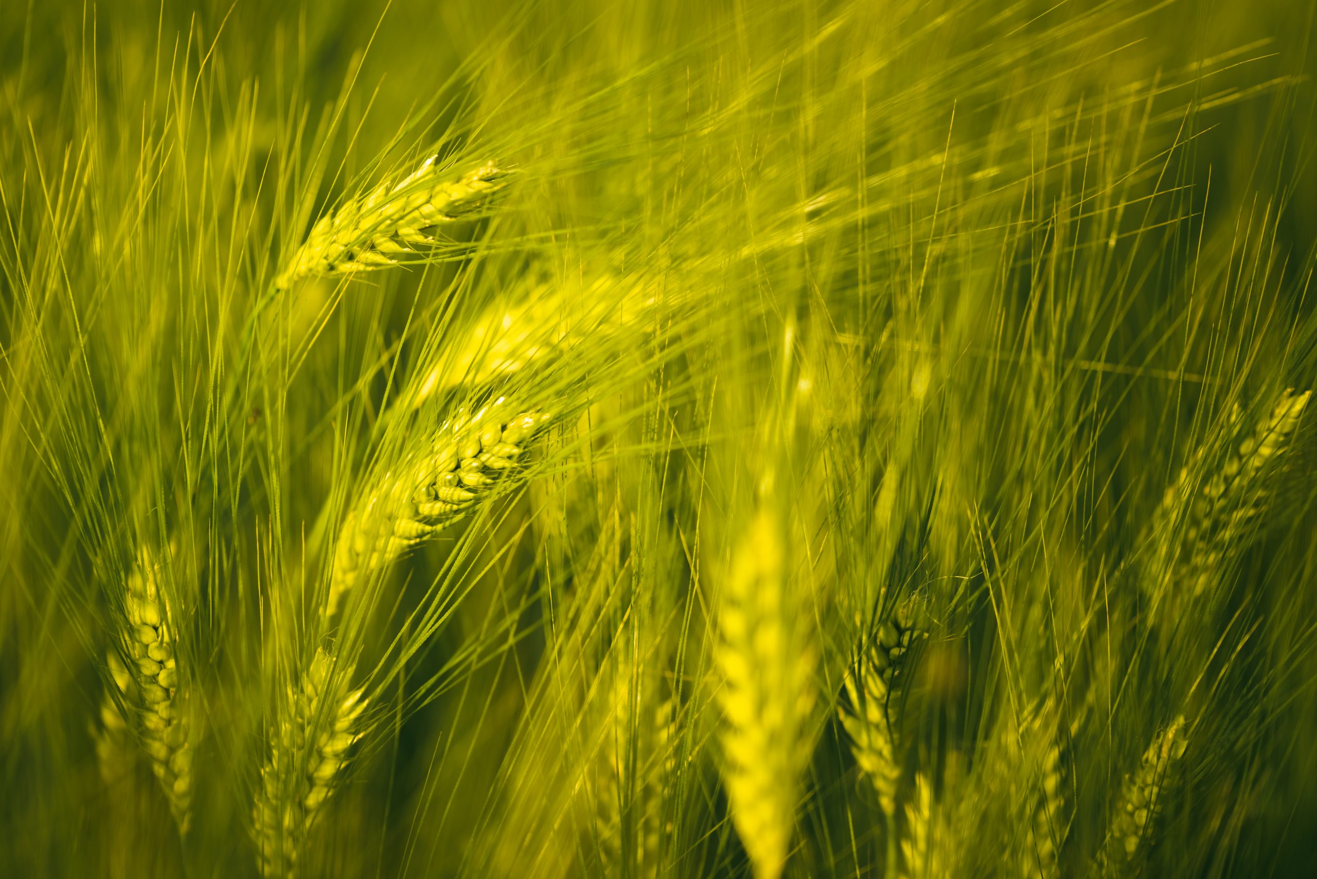 Wheat prices continue to rise amid global production challenges