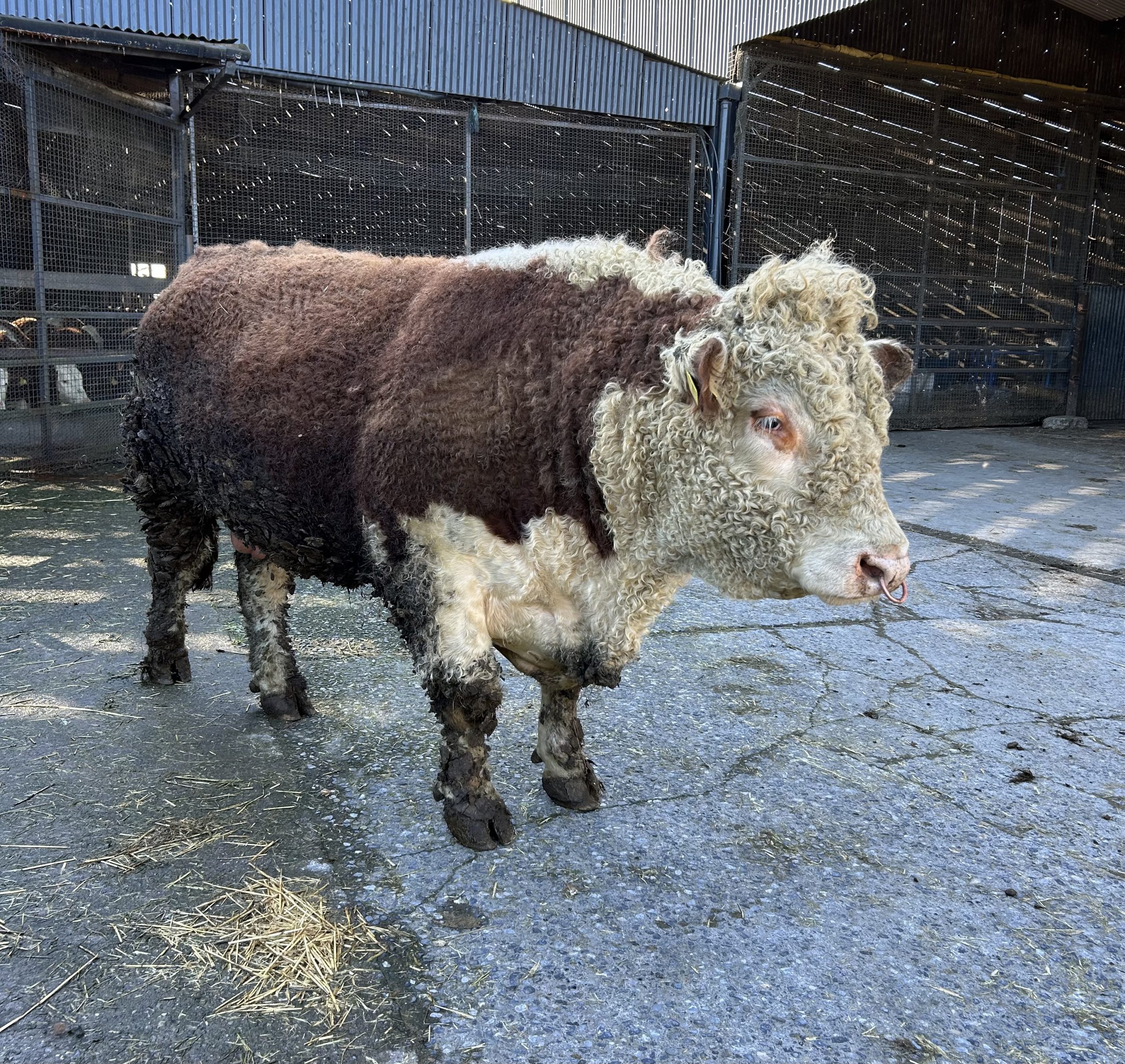 How this Offaly farmer fits Herefords into his dairy-beef system