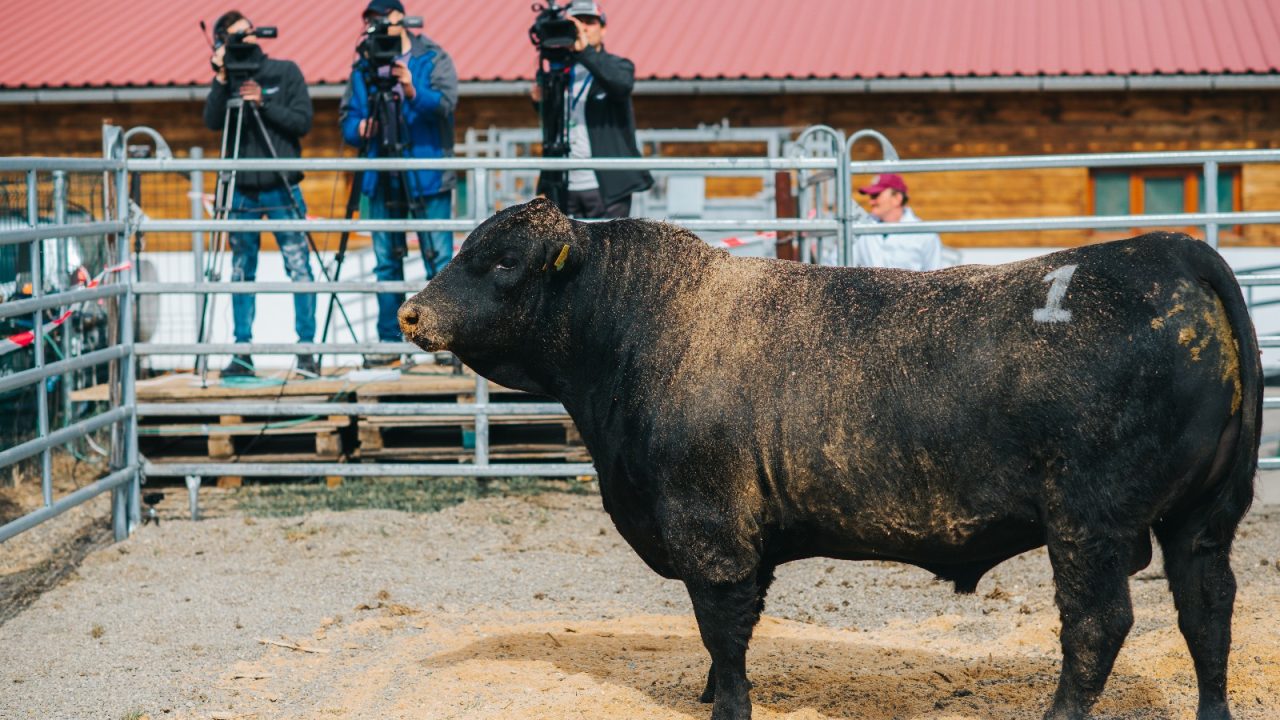 Romania set to host 2026 European Angus Forum next week