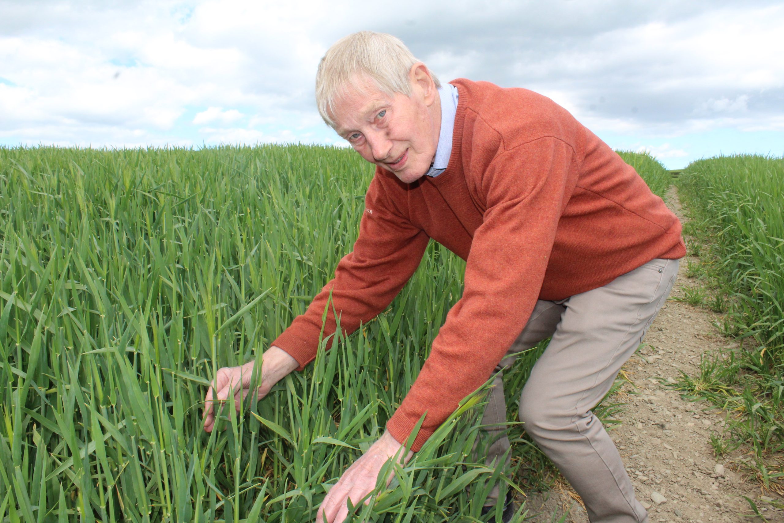 Can cool, dry spring conditions coalesce to boost winter cereal yields?
