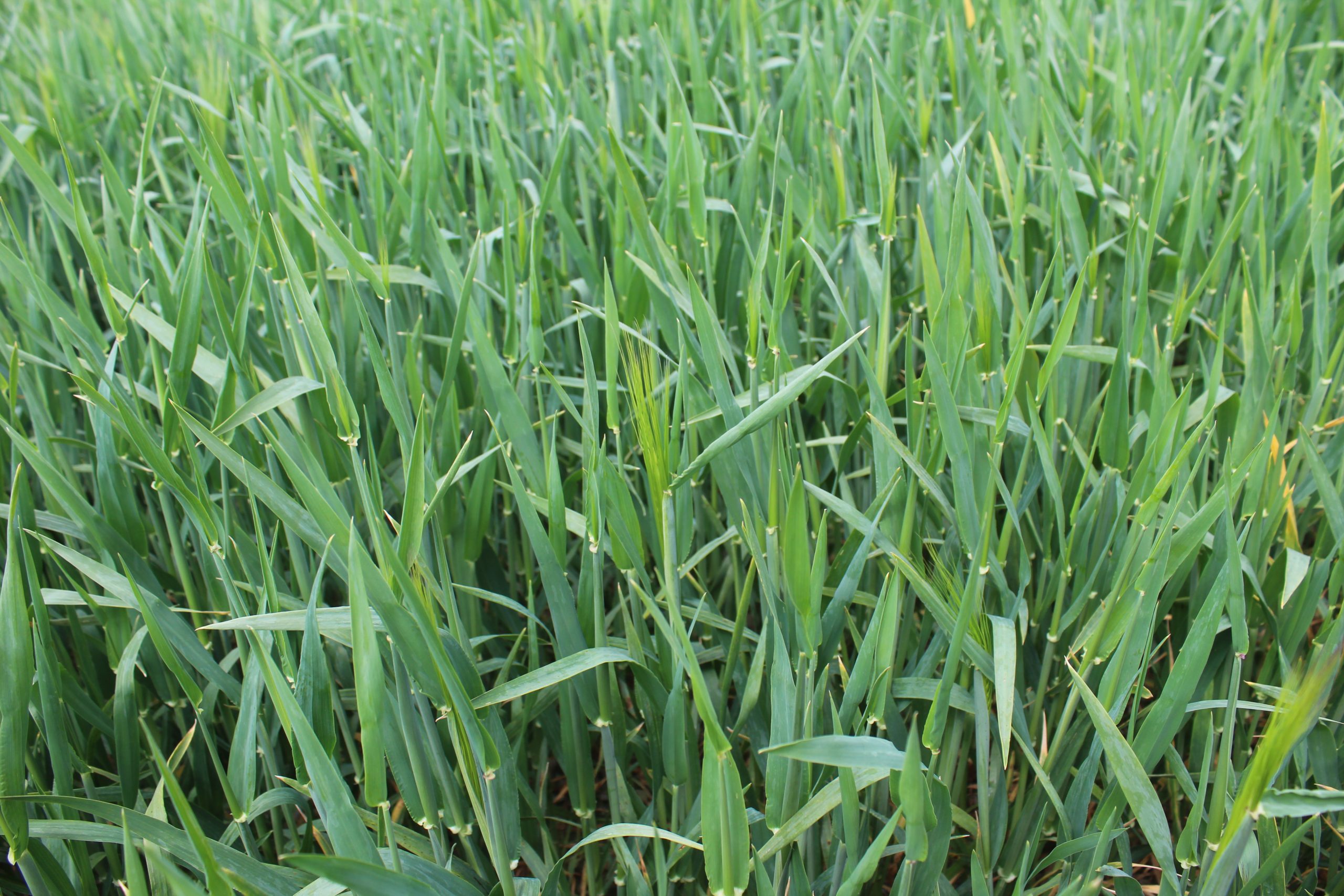 Final push to complete disease control programmes in cereal crops