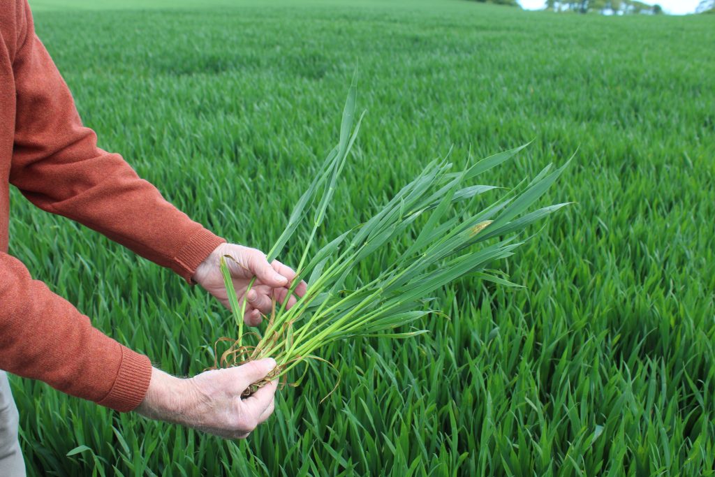 winter wheat crop