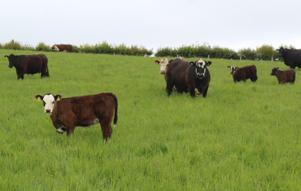 cows and calves
