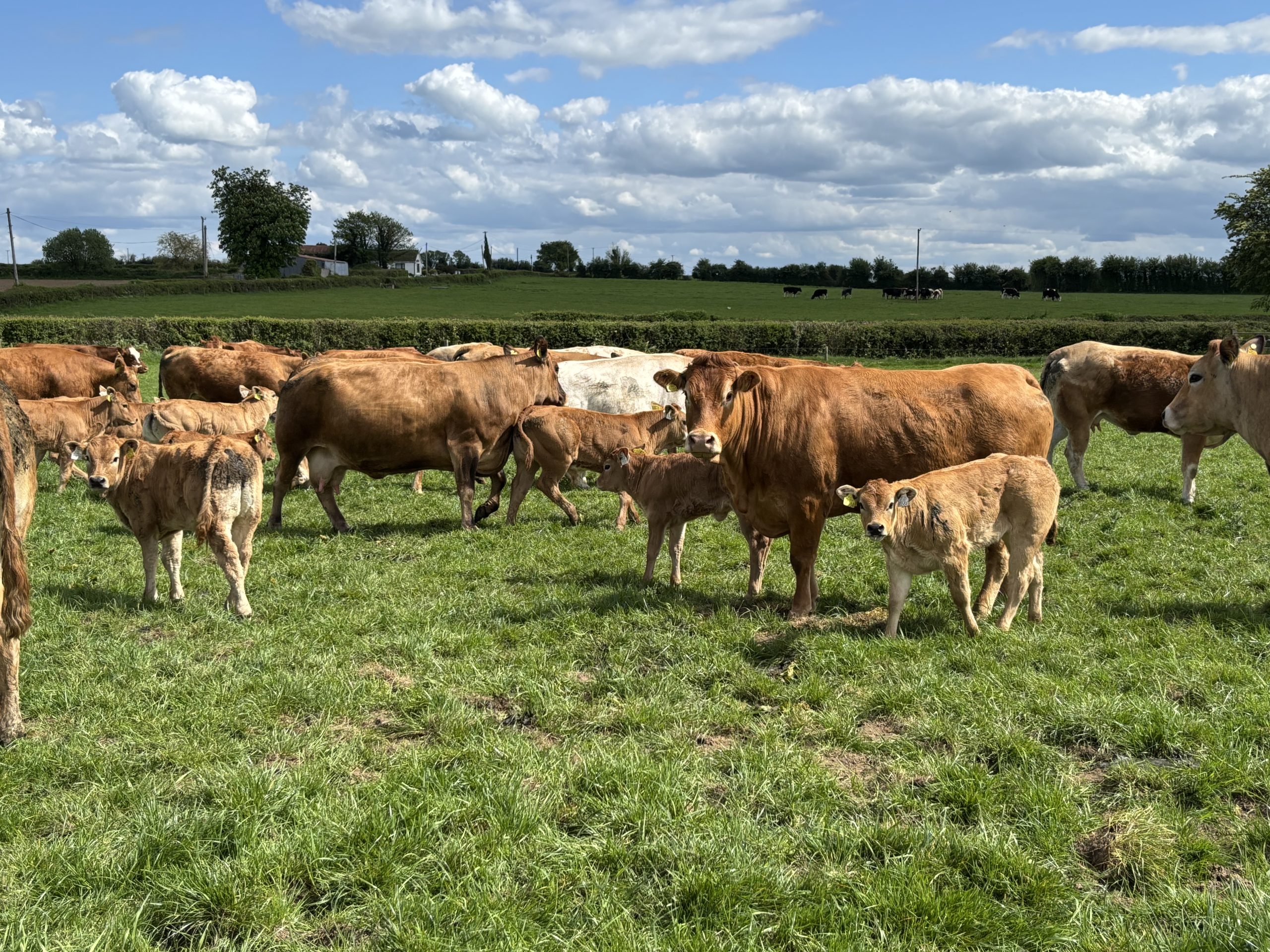 Beef focus: Less common sire breeds effective on Laois suckler-beef farm