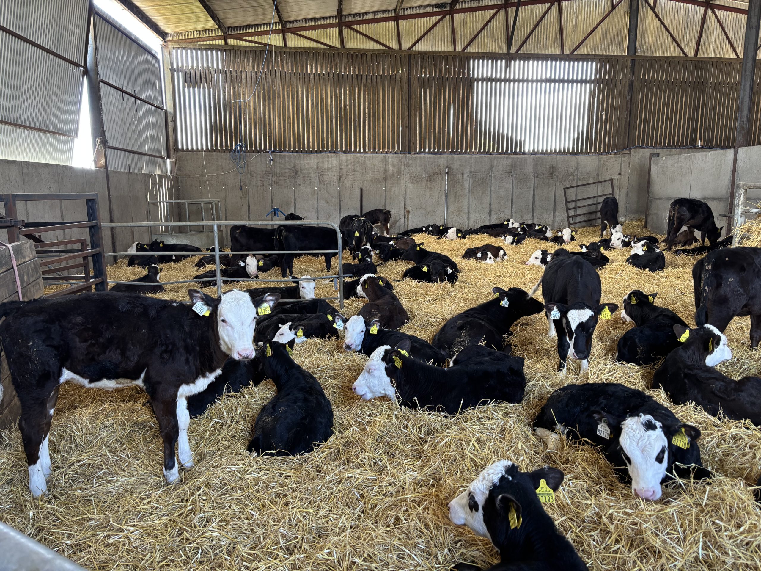 Watch: ABP Demo Farm calf rearing update