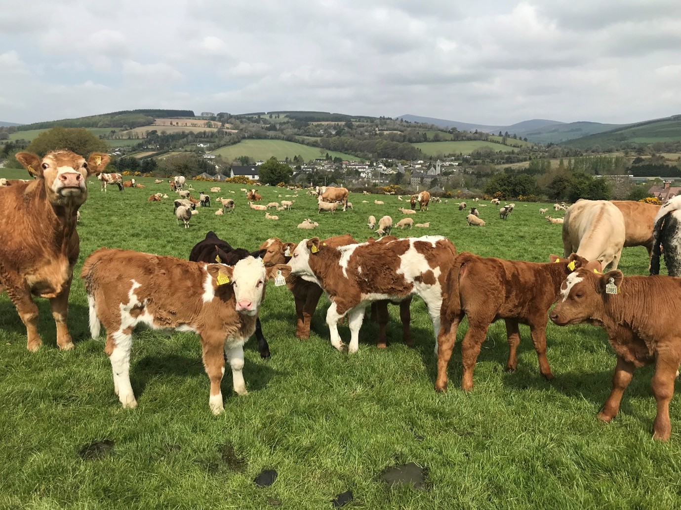 ‘Every animal must perform’: Inside a profitable Wicklow suckler farm
