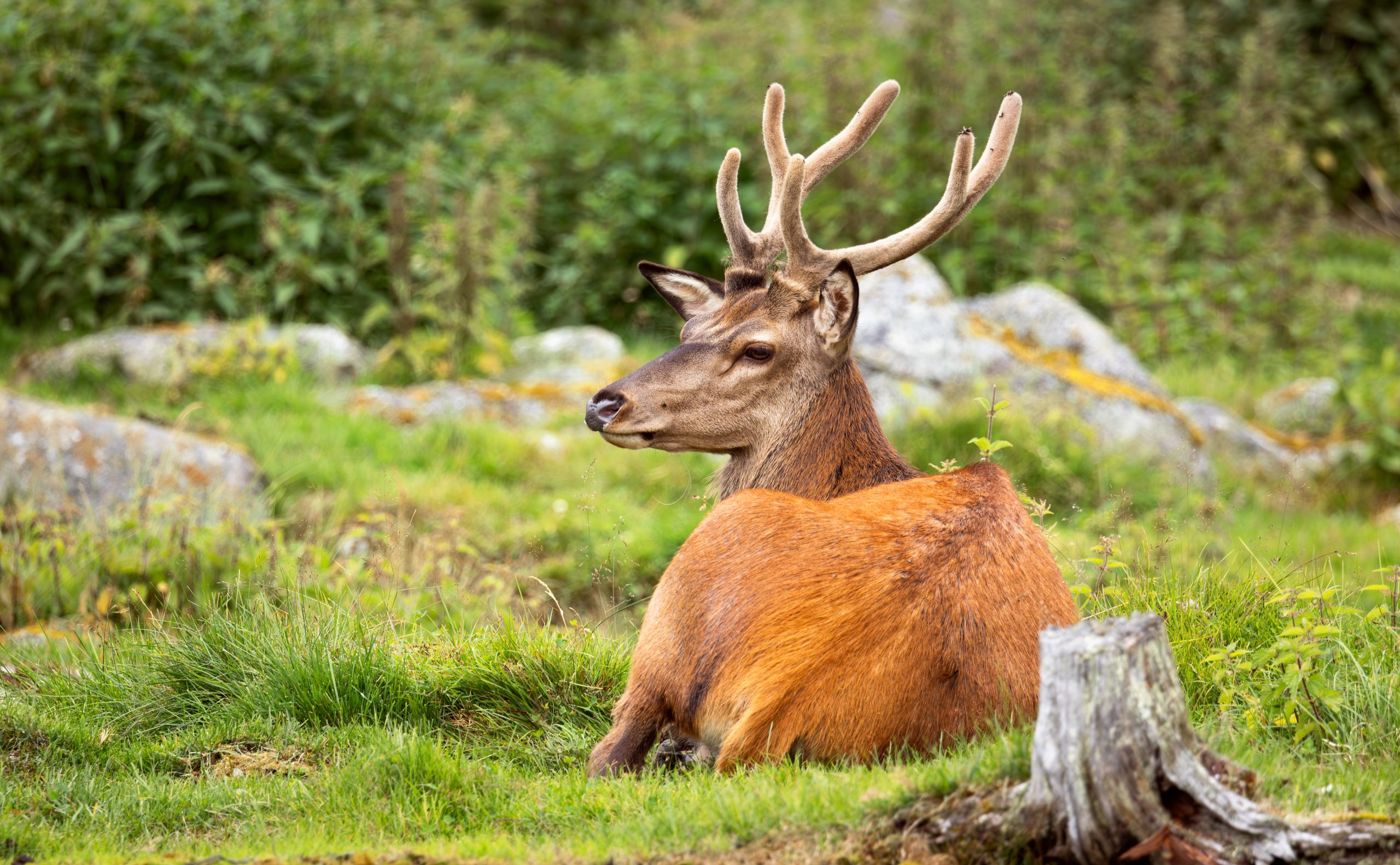 Deer collisions linked to 466 insurance claims in last six years