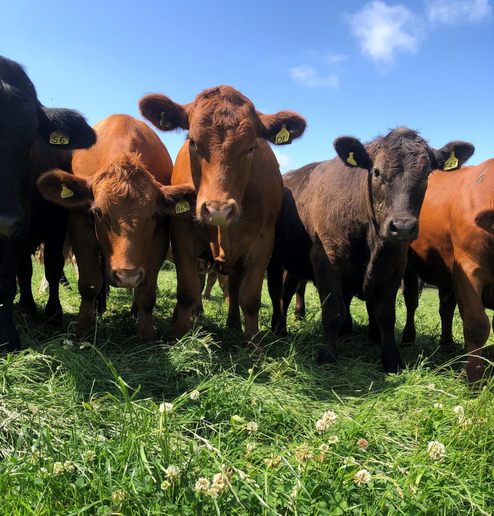 Beef cattle in field