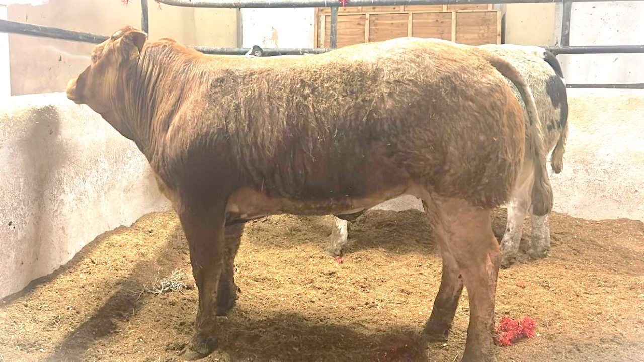 Mart report: Heifers reach €5,100 at Manorhamilton bank holiday sale