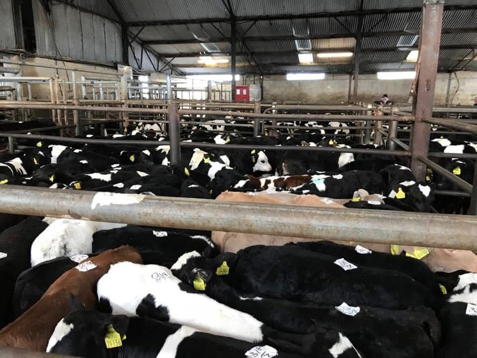 Calf trade: 1,100 calves meet rising trade at Gortatlea Monday sale