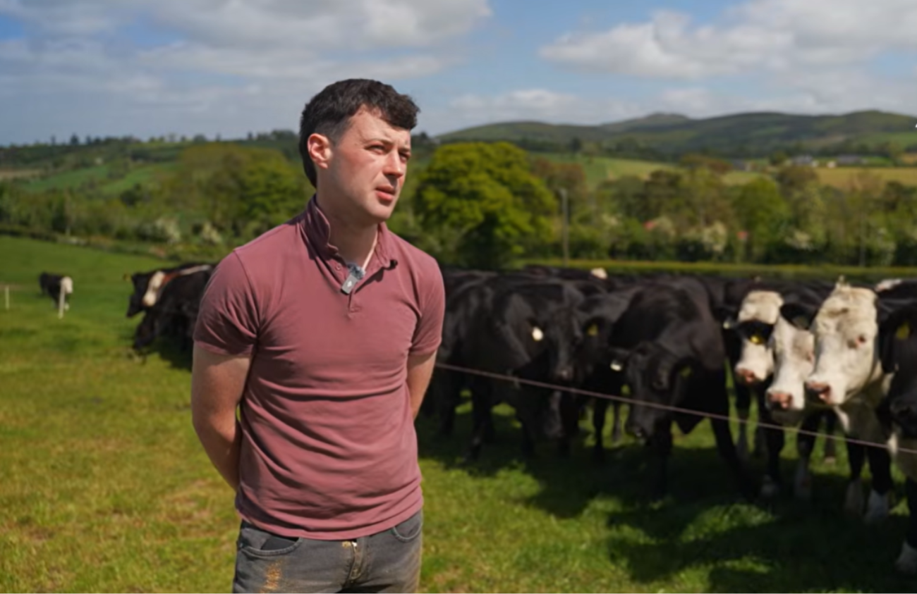 Watch: Update from yearling cattle at grass on the ABP Demo Farm