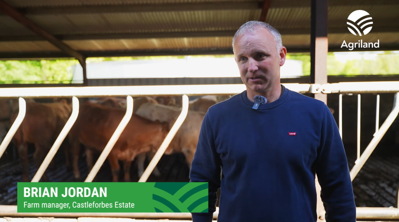 Watch: Liffey Meats event showcases 95-cow Longford suckler-beef farm