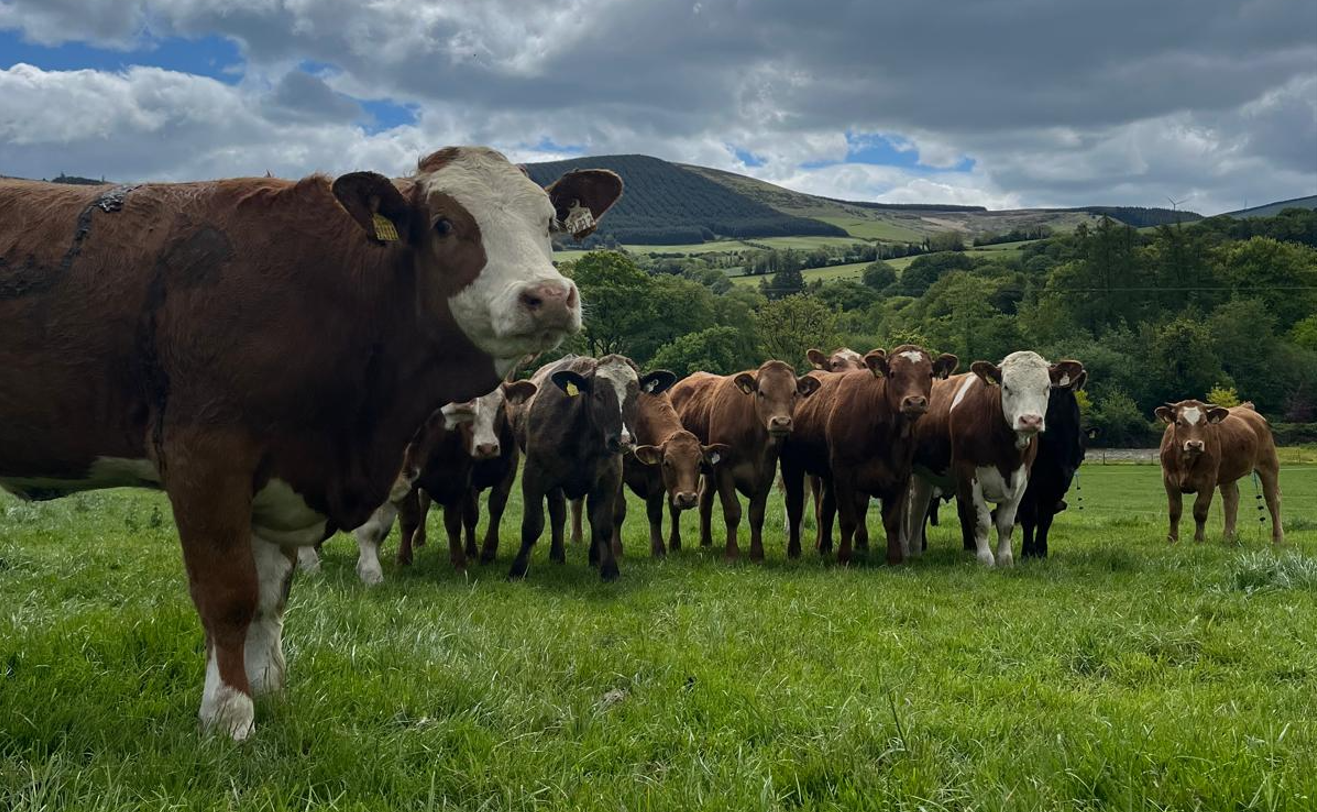 Aughrim-based ABP suckler beef supplier set to host farm walk