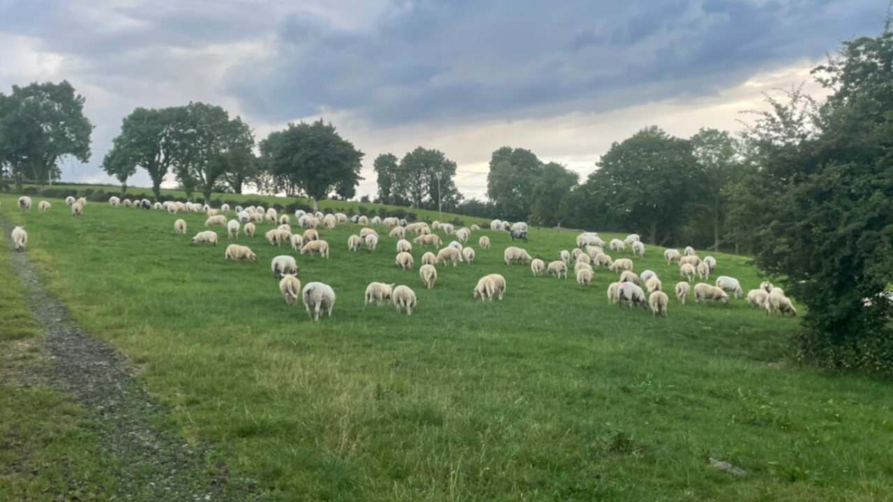 Sheep trade: Prices firm but post-Eid hogget price drop expected