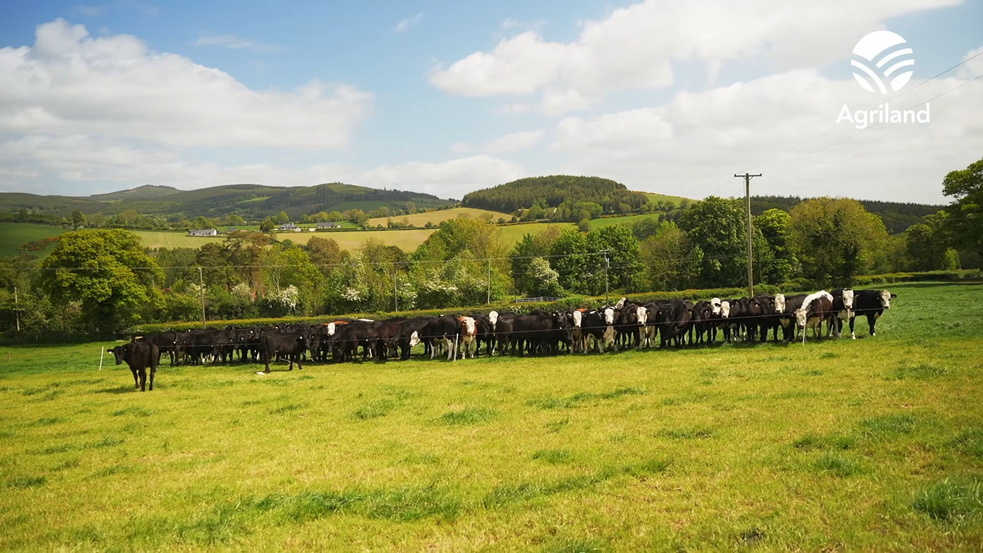 Early summer update from yearling cattle at grass on the ABP Demo Farm