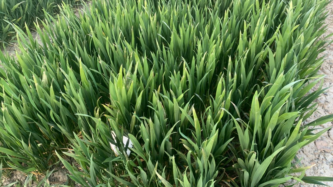 Dry April impacts on UK winter cereal crop scores