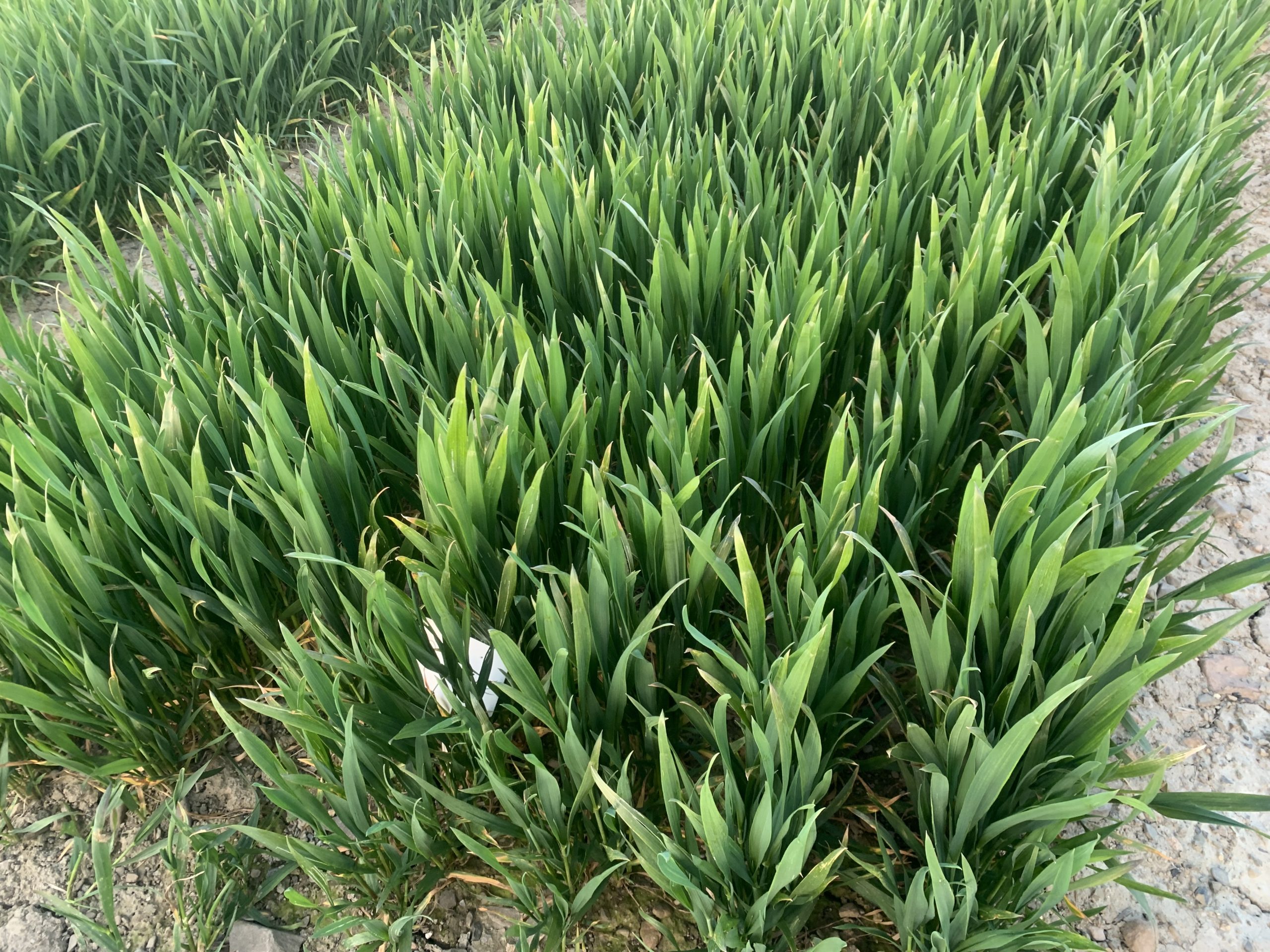 Yellow rust a ‘real yield robber’ in winter wheat crops
