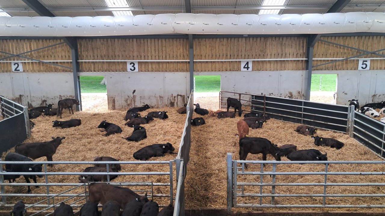 Unusual approach to calf rearing on display in research farm trial