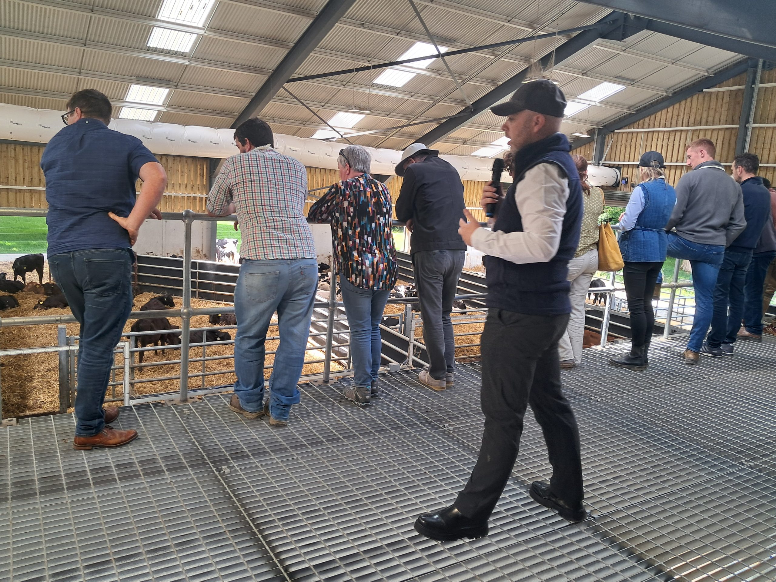 Unusual approach to calf rearing on display in research farm trial