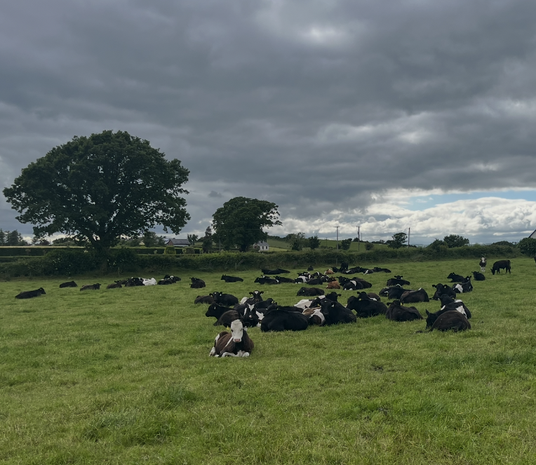 Maintaining calf performance at grass during first grazing season