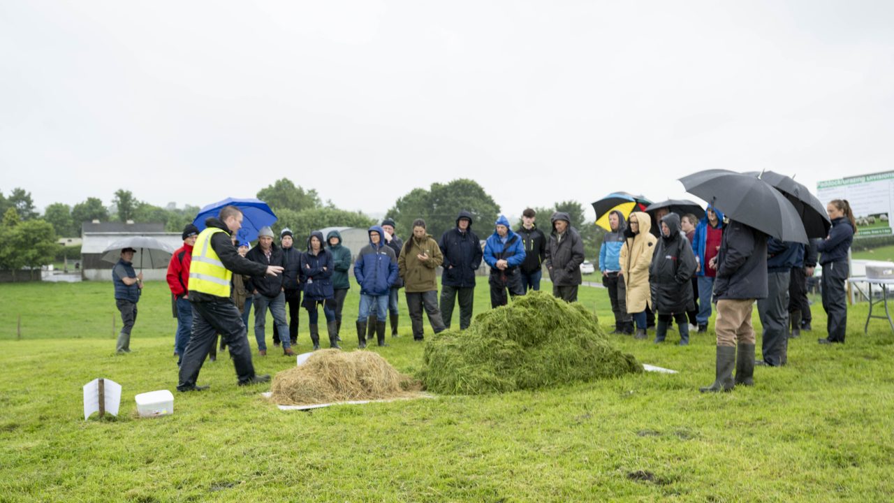 Survey: Half of sheep farmers don't have a sorting gate