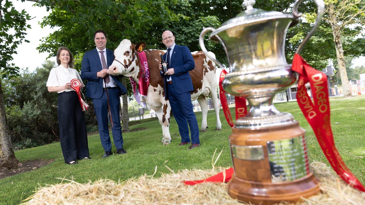 Baileys champion dairy cow competition returns