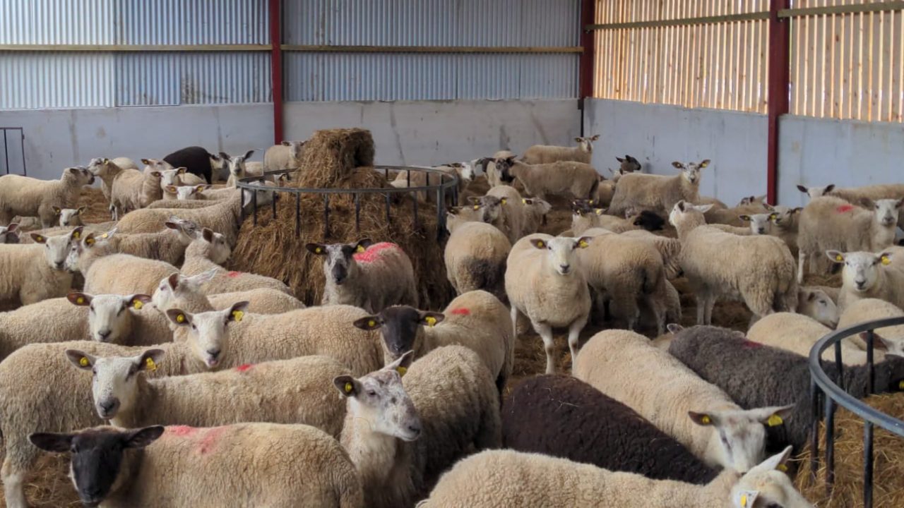 Mart report: Cast ewes trade stays strong in Tullow