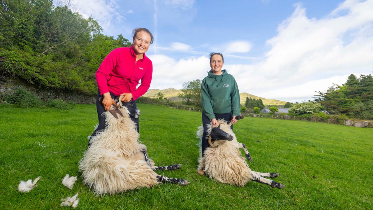 Traditional sheep shearing demos set for Waterford festival