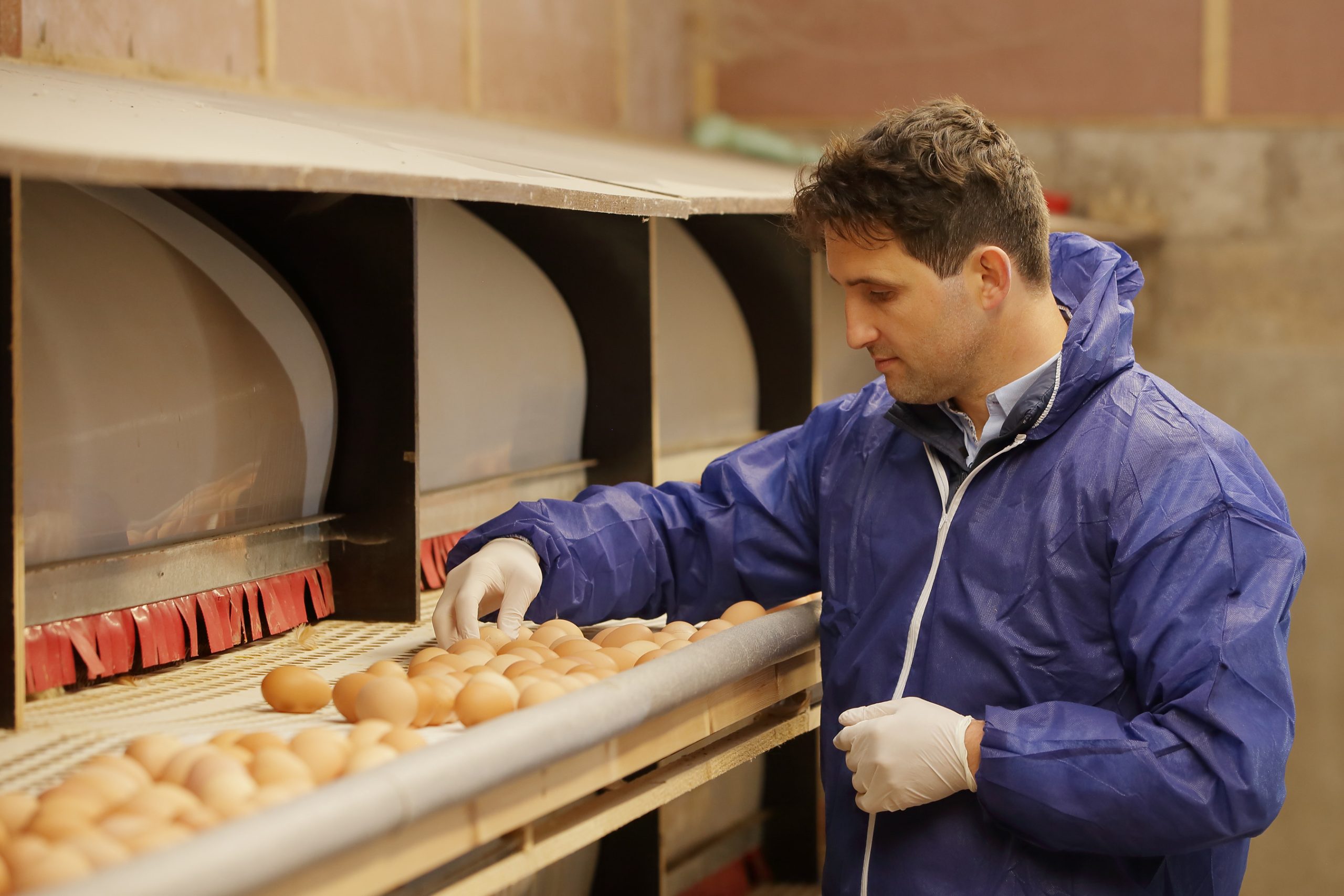 ‘Higher welfare hens mean everybody wins’