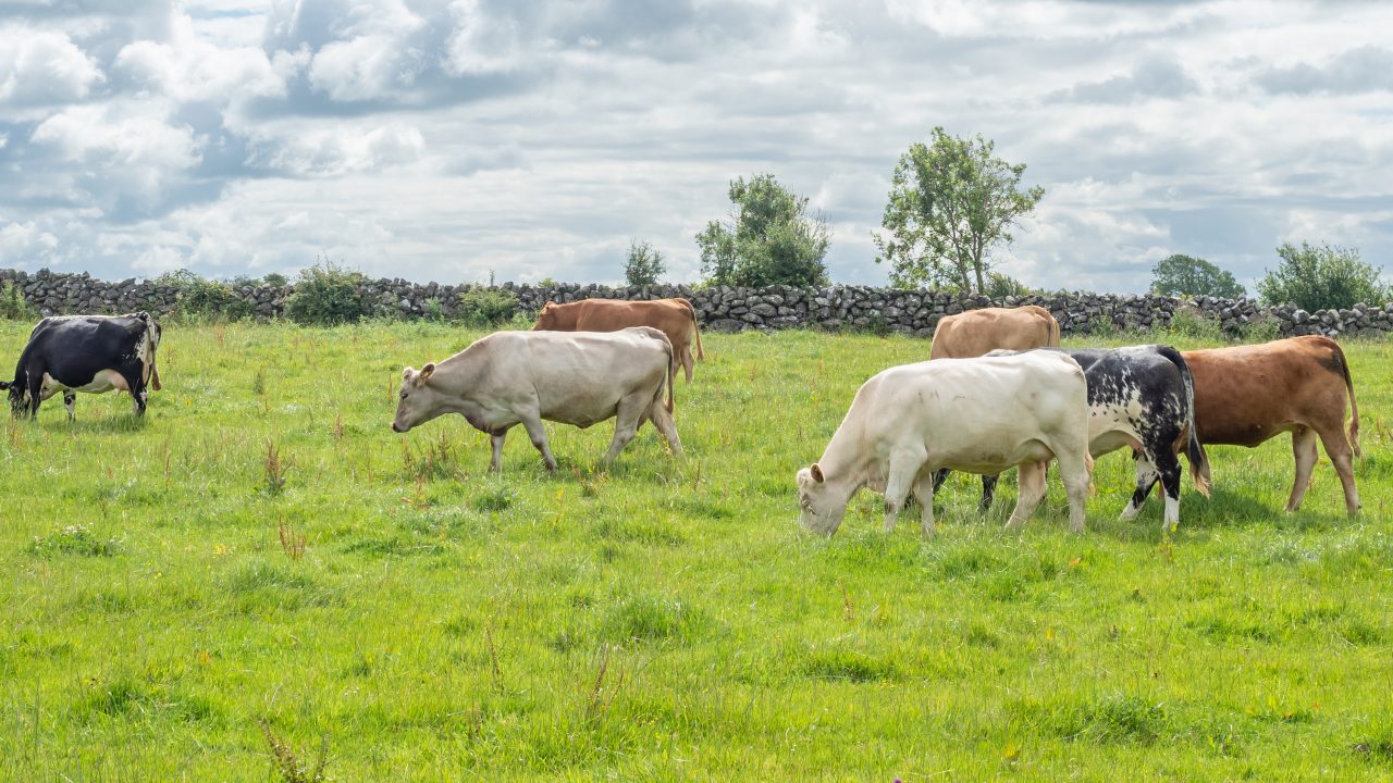 Ireland leads EU in sharpest beef production fall – down 14%