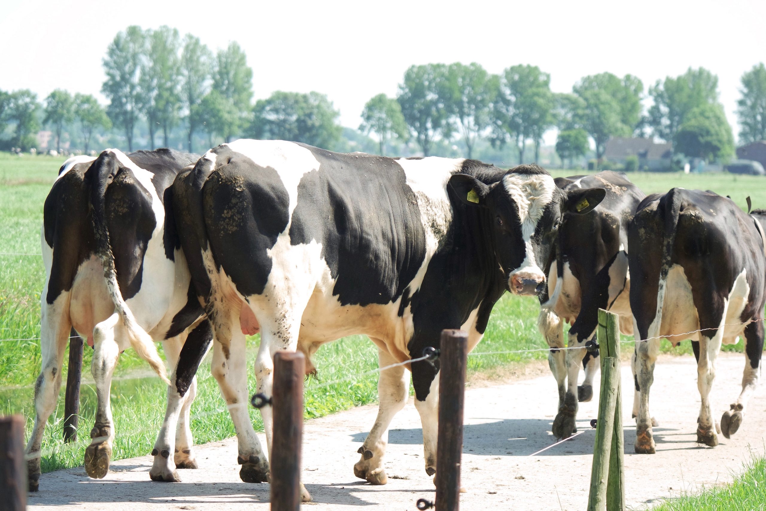 Farmers advised on how best to approach drought feeding