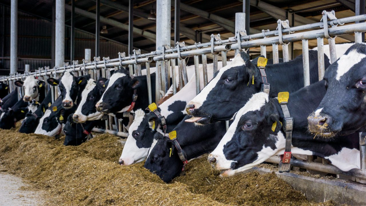 NI dairy farmers recognise breeding ‘is about the future’ – specialist