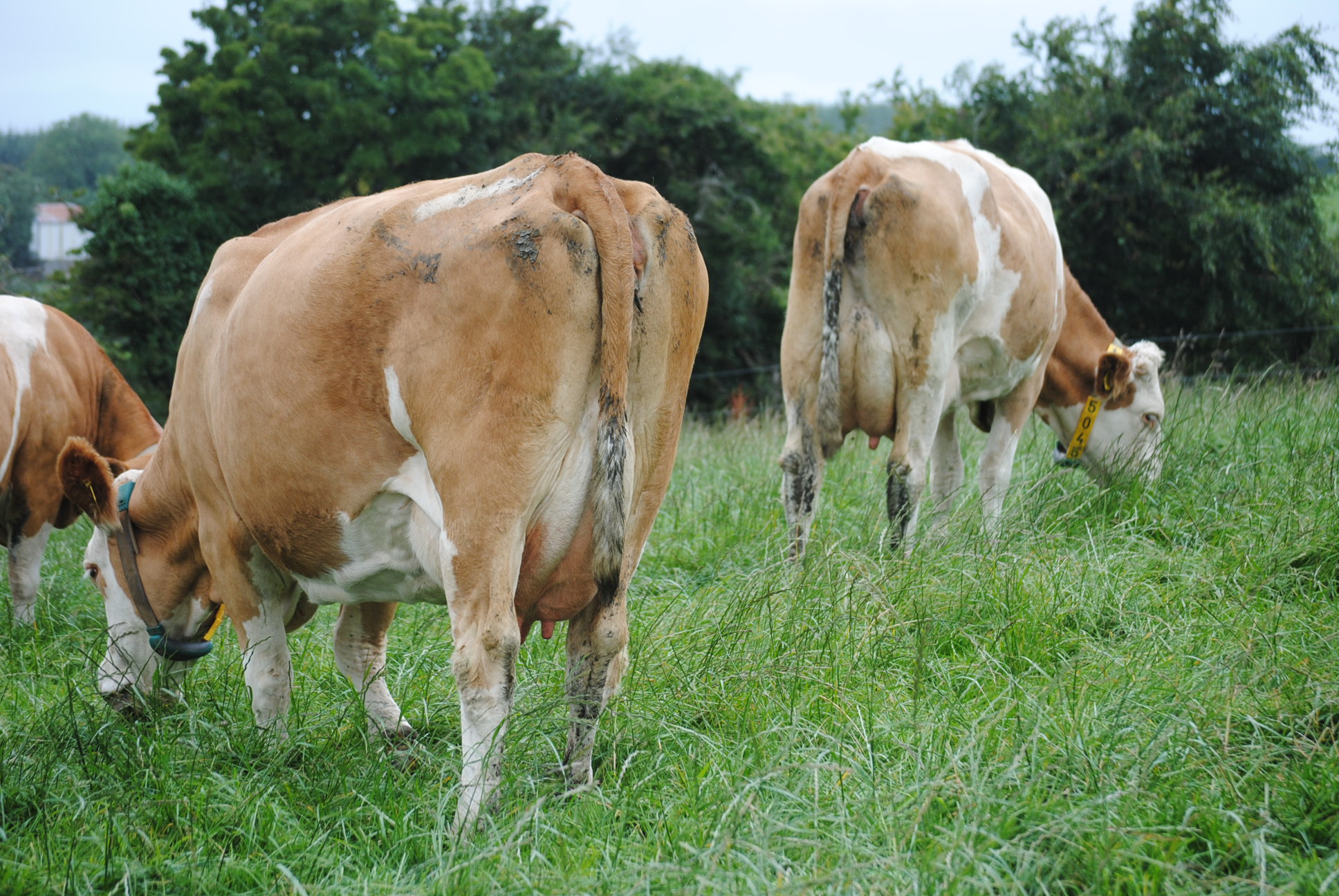 A taste of Fleckvieh in Co. Tipperary
