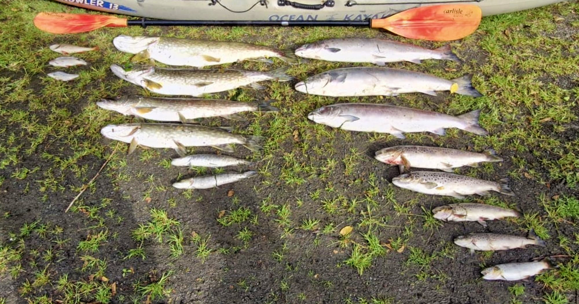 Minister visits site of fish kill in Louth river