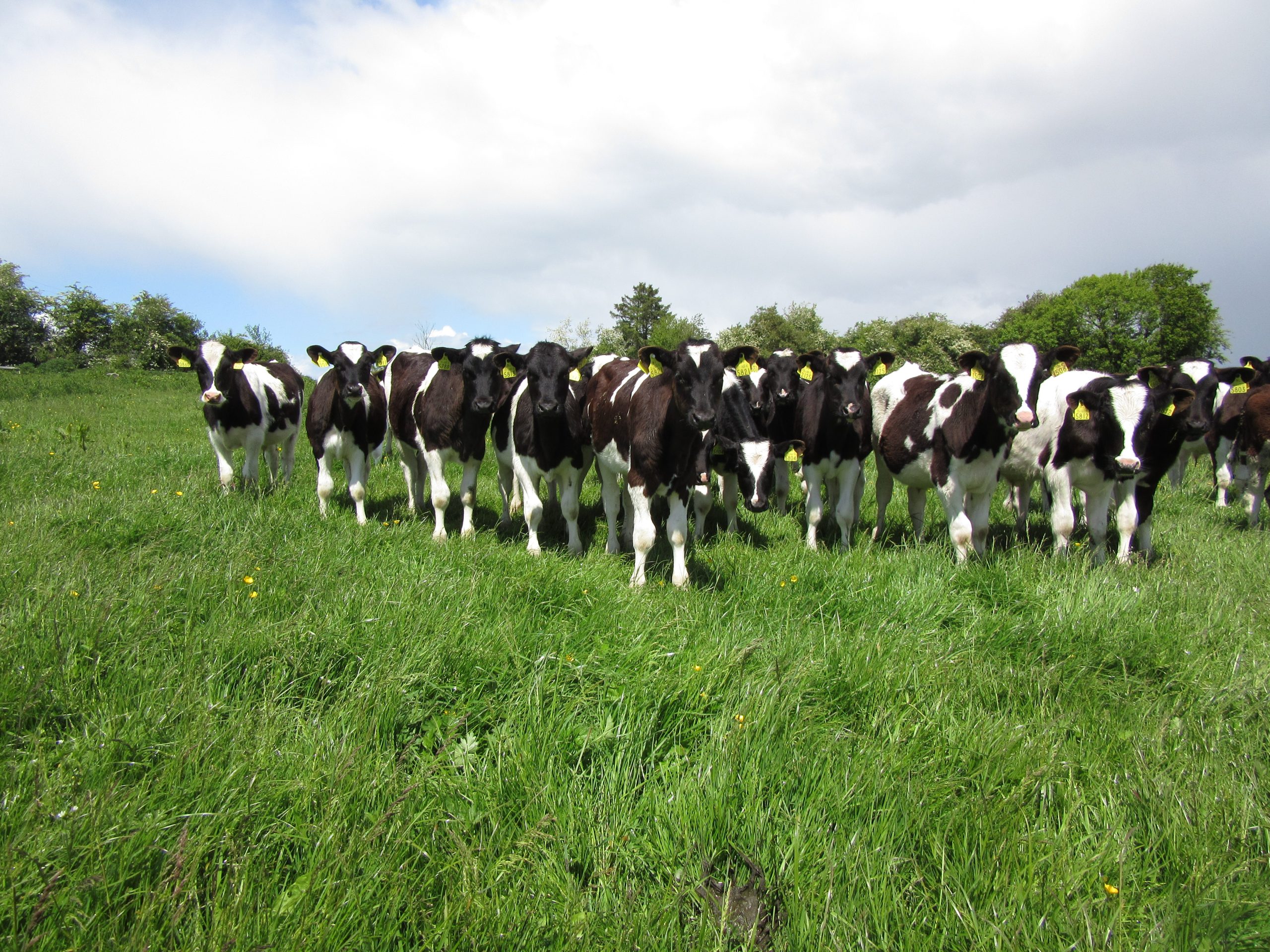 Agriland and DairyBeef 500 to provide tips on boosting calf performance