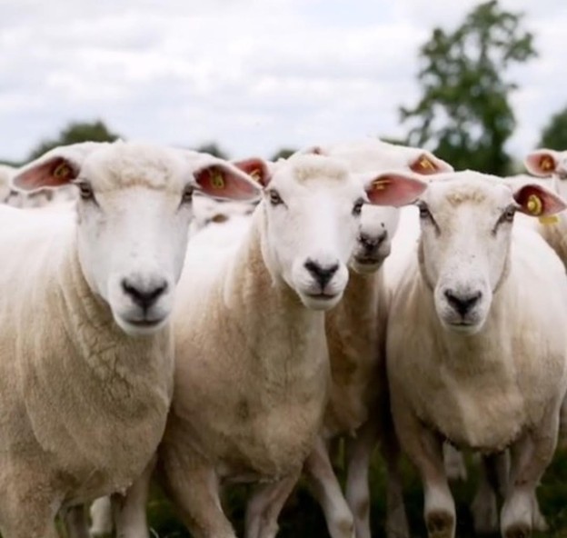 President Connolly to attend ‘national harvest’ of wool in Galway