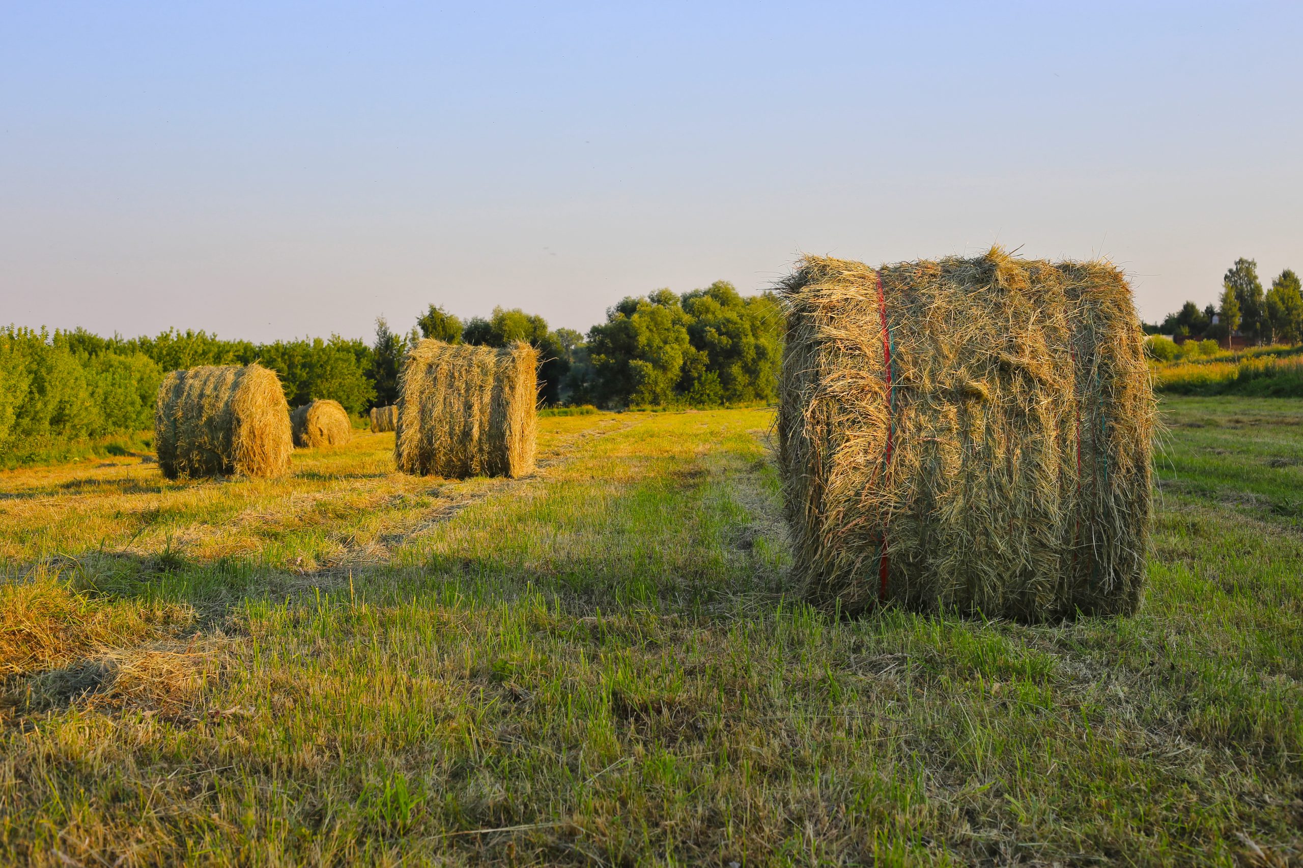 What are the benefits of feeding hay to cows and calves?